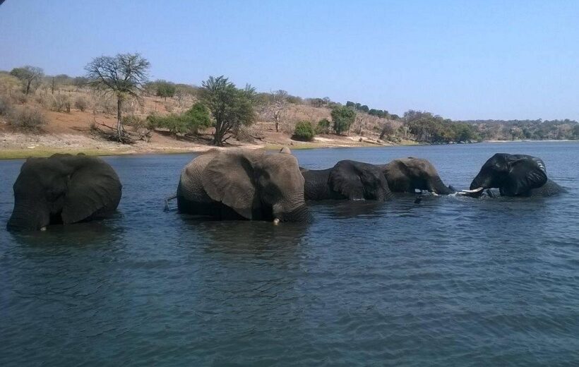 Chobe Day Trip from Livingstone, Zambia