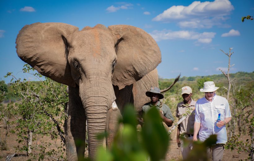 Elephant Interaction
