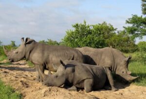 Game drive and Rhino Encounter