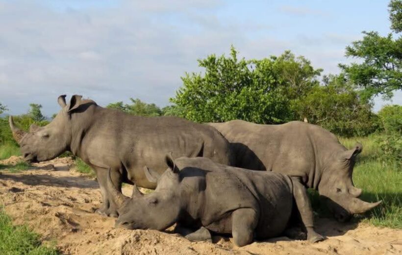 Game drive and Rhino Encounter